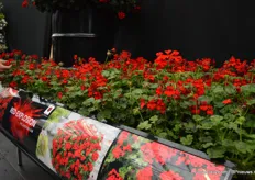 Red |Explosion. This pelargonium variety of Florensis, that also competed in the Fleurostar awards, has dark foliage, bright red flowers and does not require PGR’s and is self-cleaning. At the IPM 2019 is was introduced for the first time.